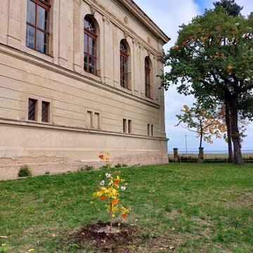 Sázení stromu u kostela, 12. 10. 2025